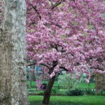 Kwanzan Cherry