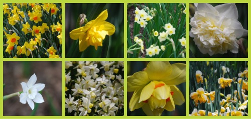 DAFFODIL DAFFODIL