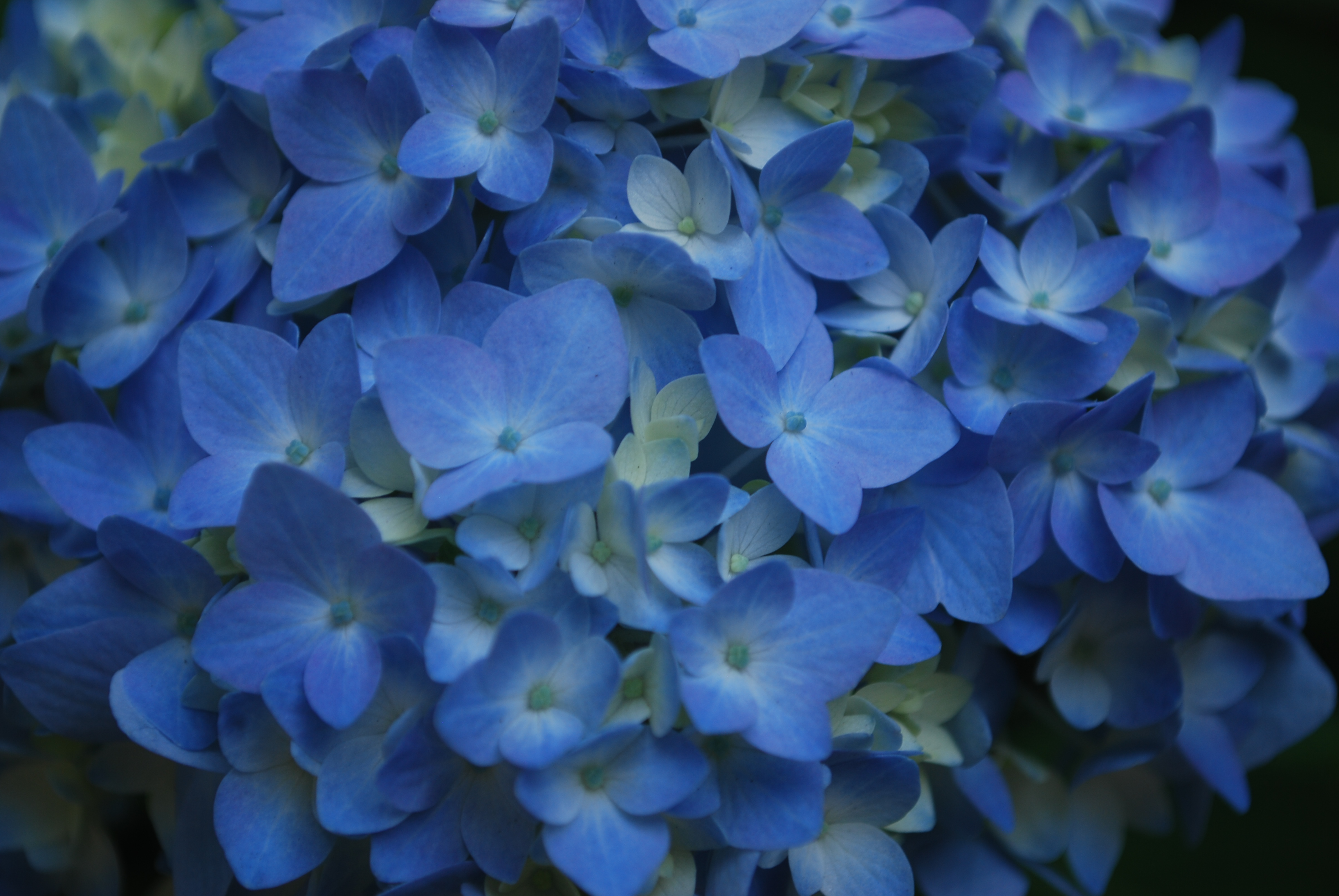  Square Park, “Is now the right time to prune my Hydrangeas