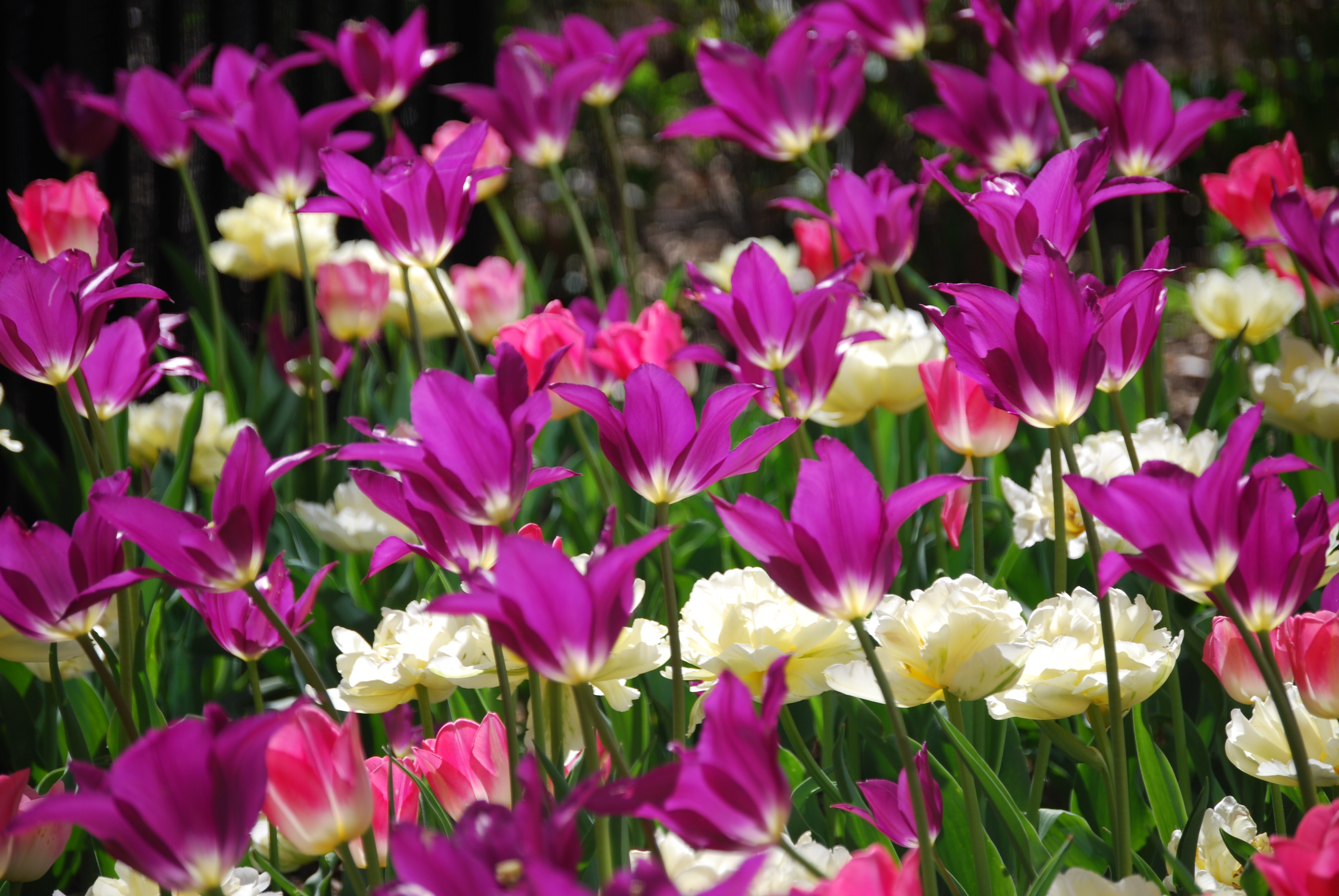 valentines day flowers madison square park