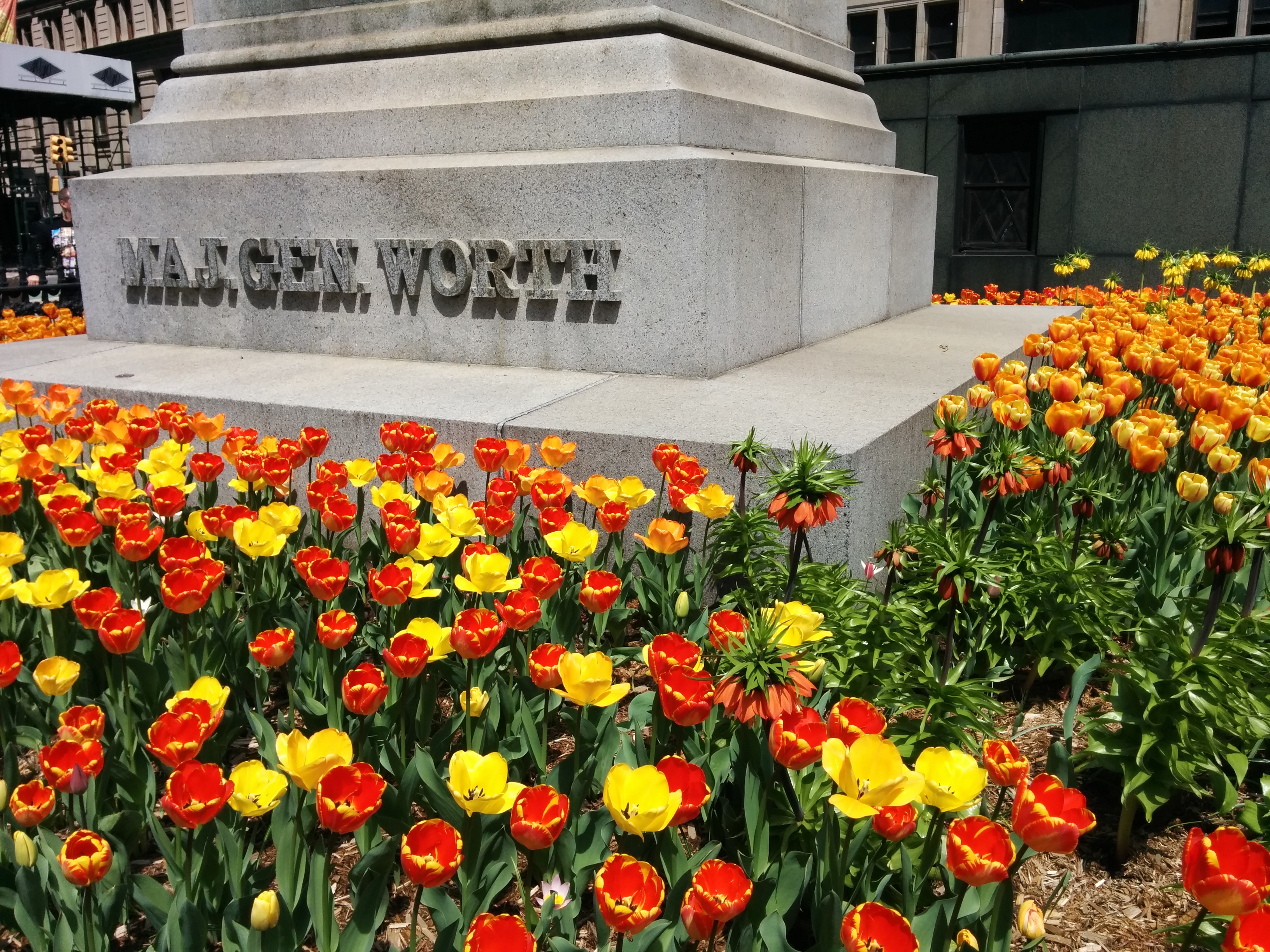 blooming flowers