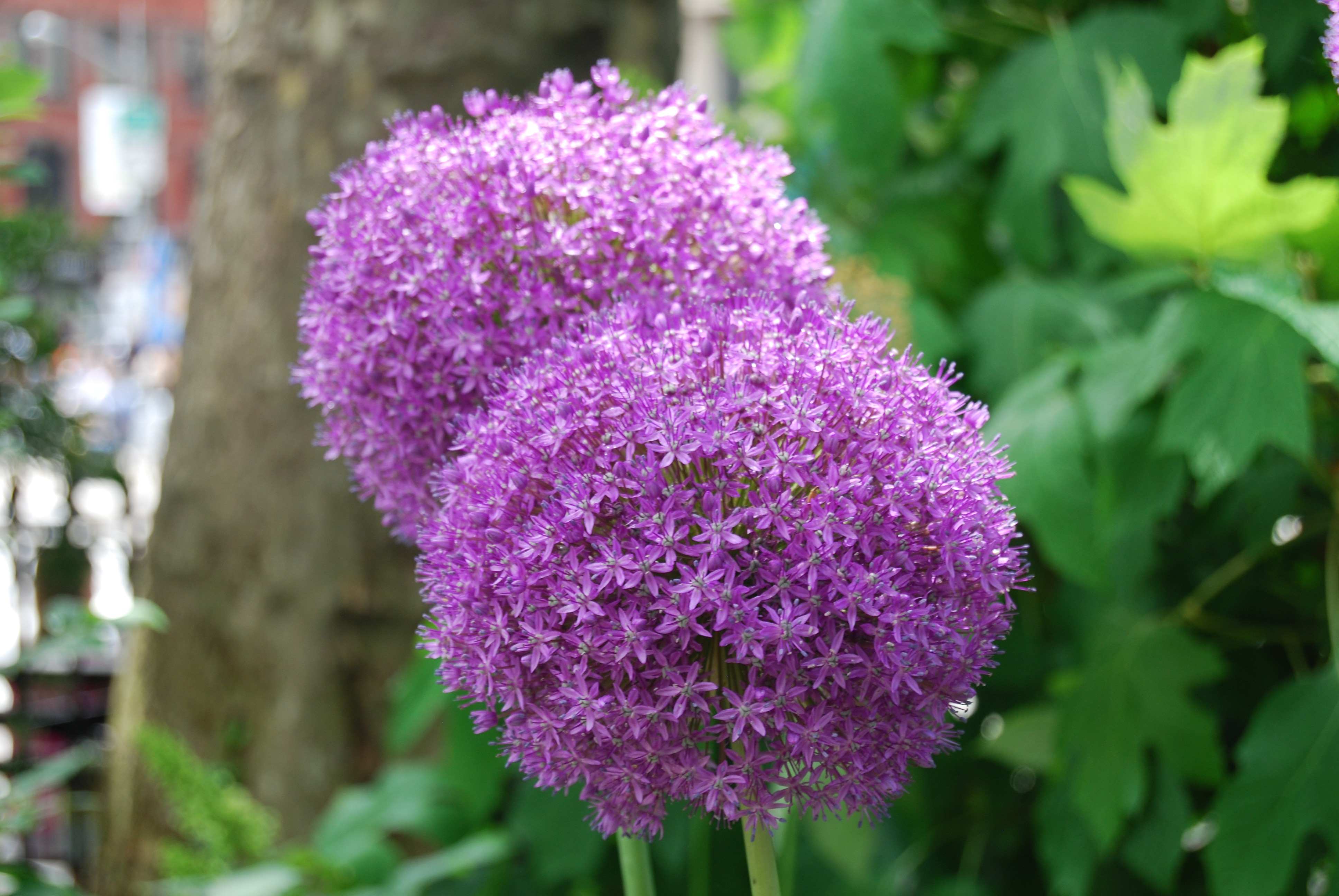 blooming purple alium