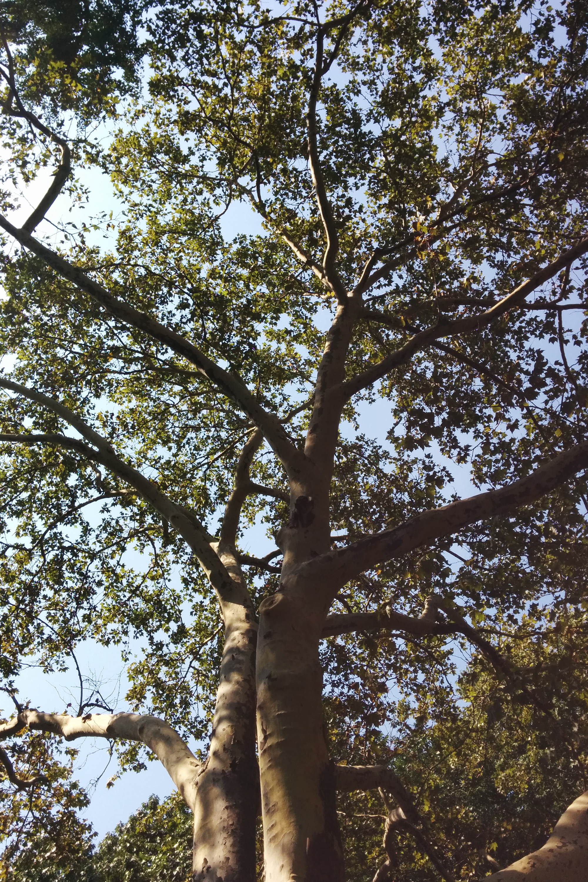 london plane new york