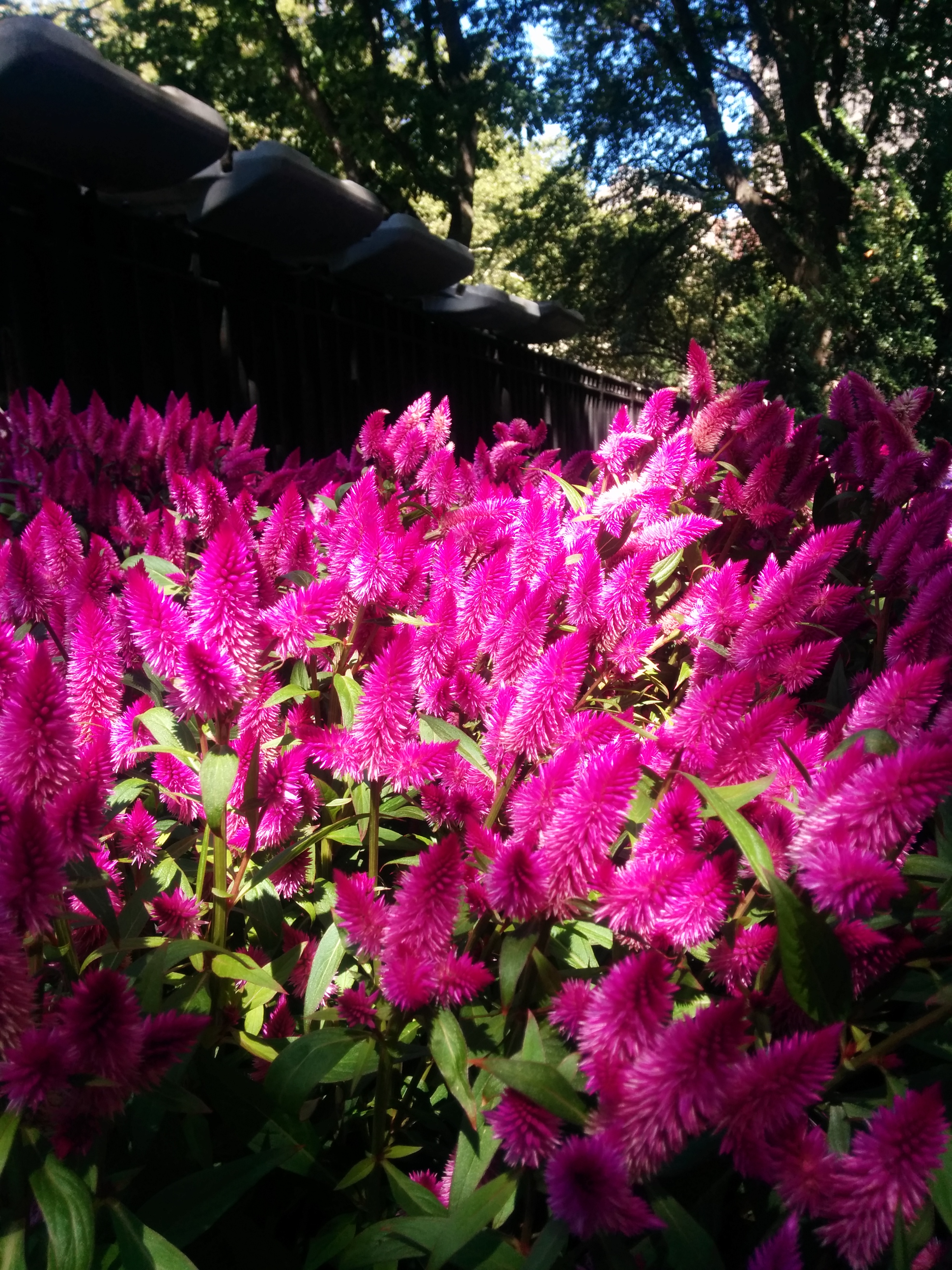 purple flowers planting