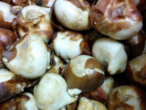 tulip bulbs