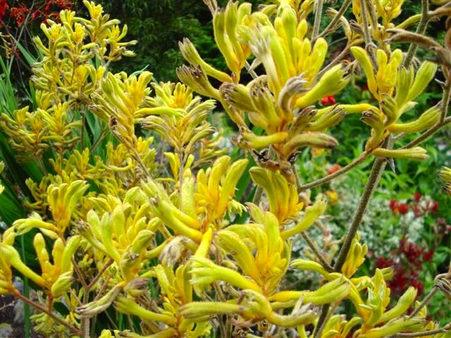 yello anigozanthos kanga flower