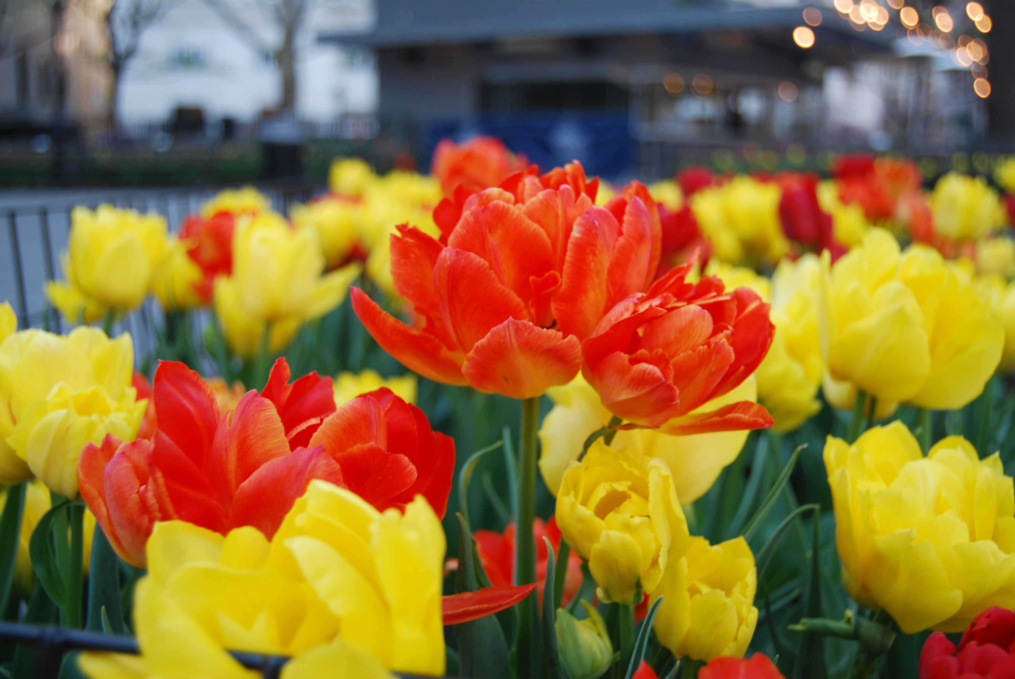 red-yellow-tulips