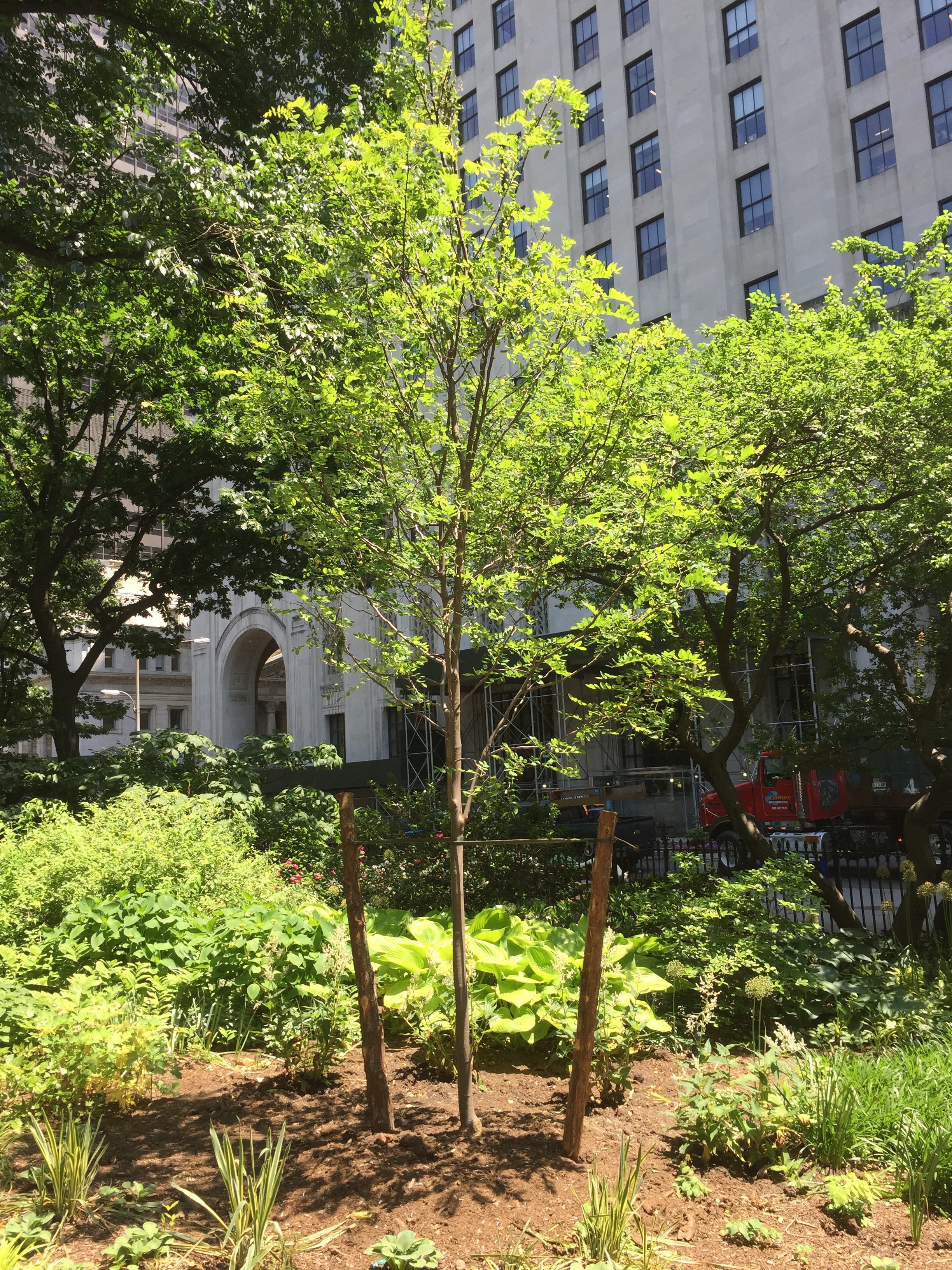 new-tree