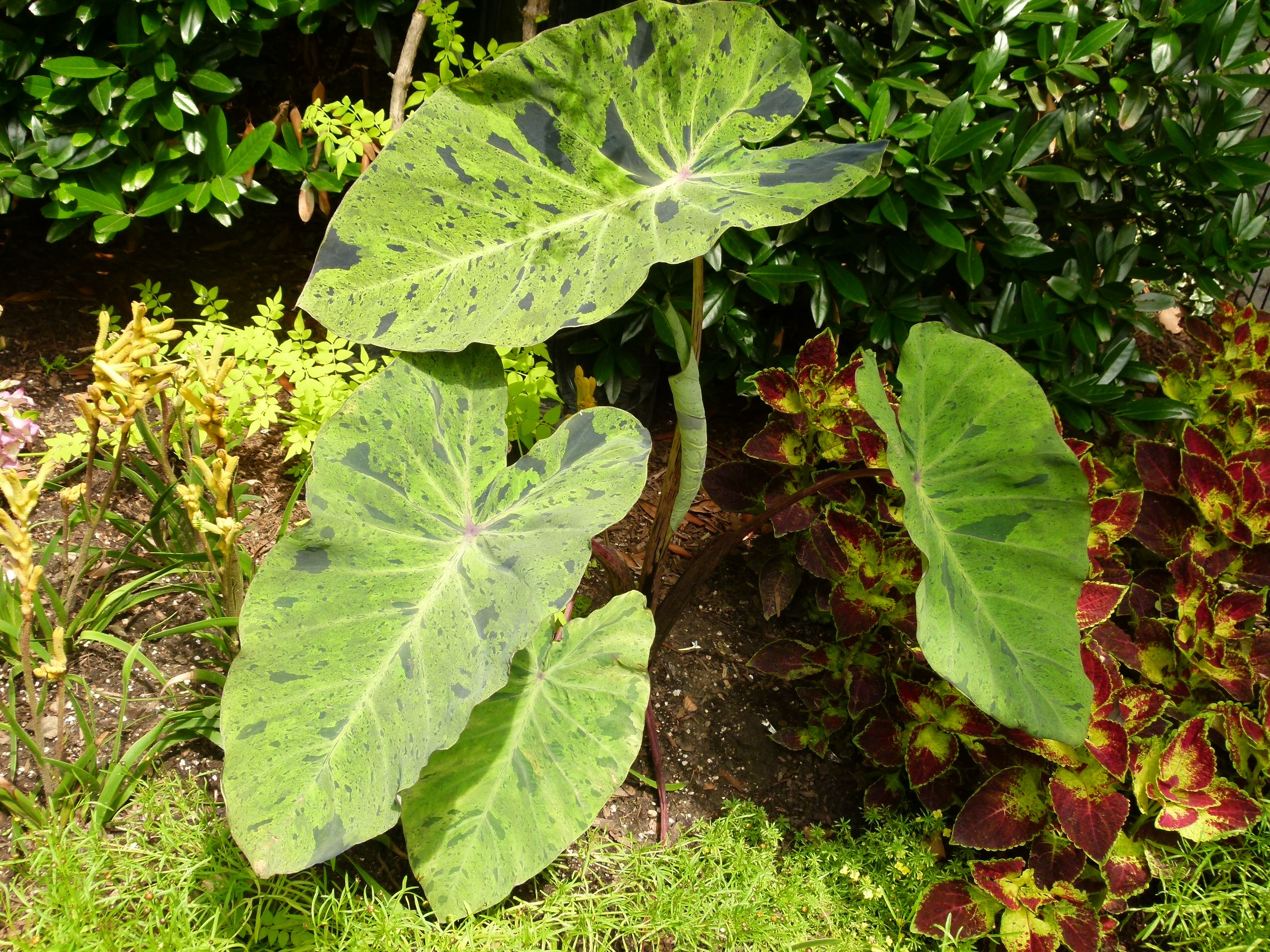 mojito-plant