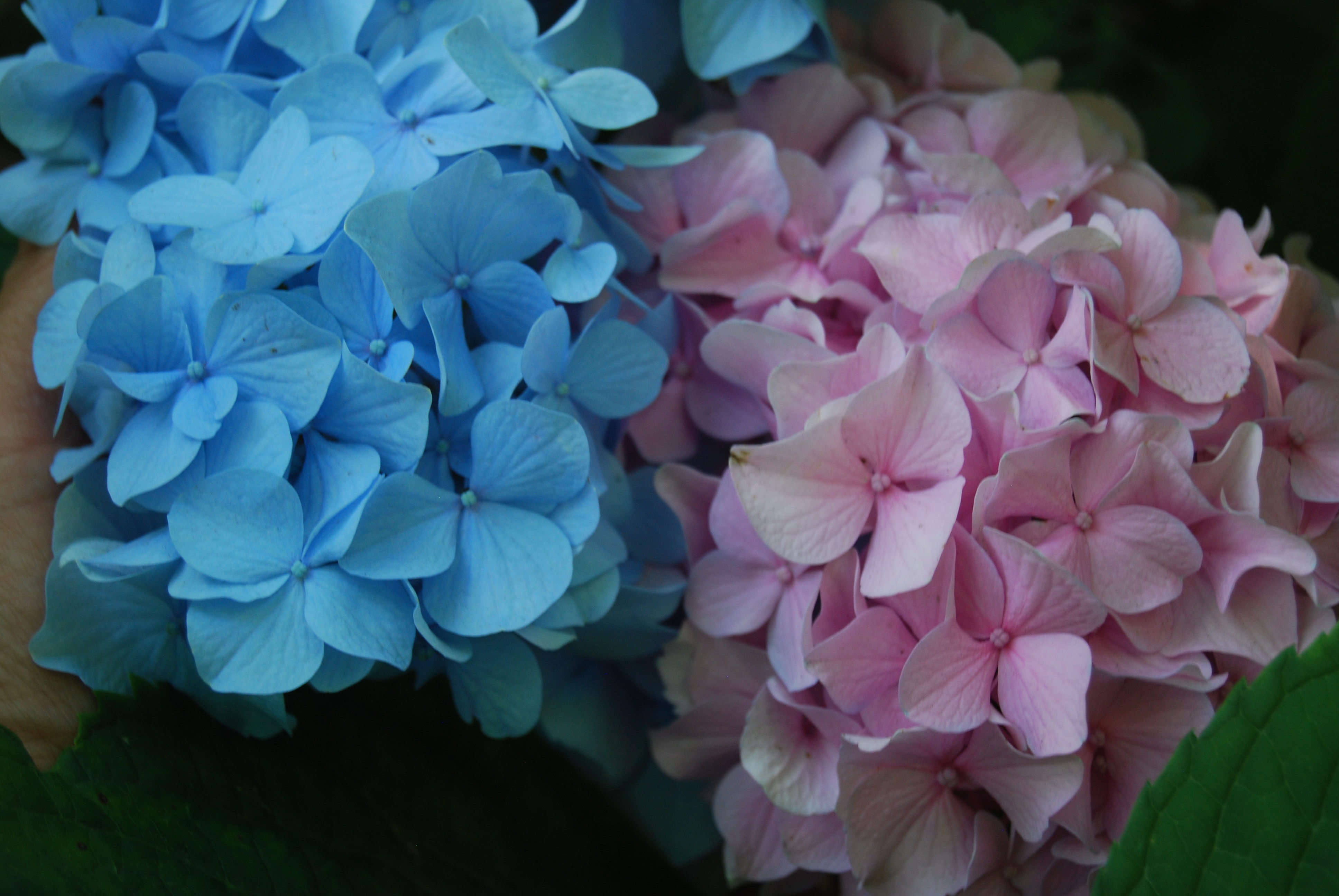 hydrangea-macrophylla