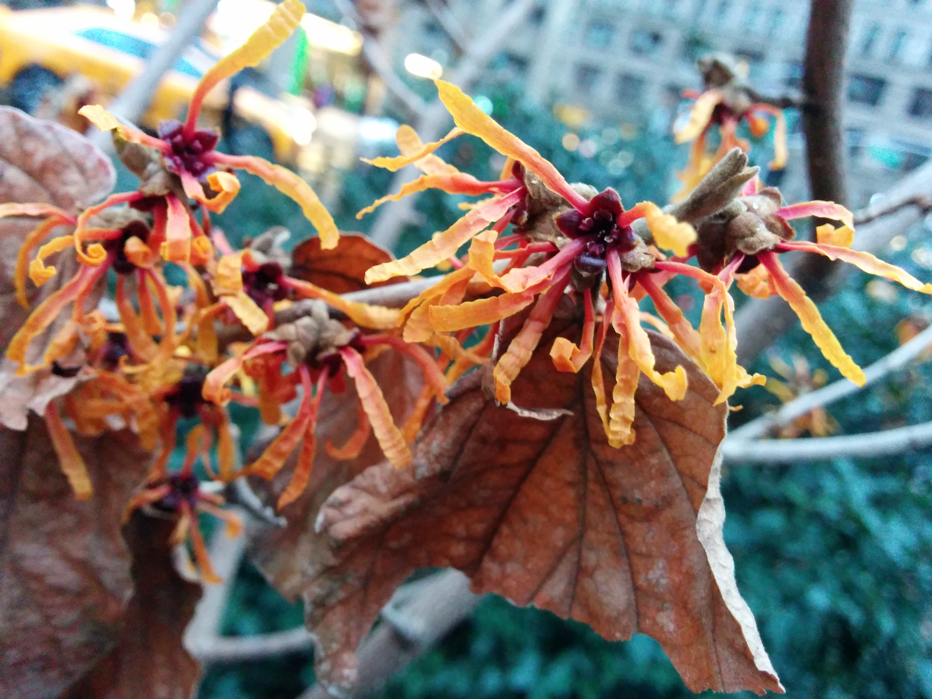 witch-hazels