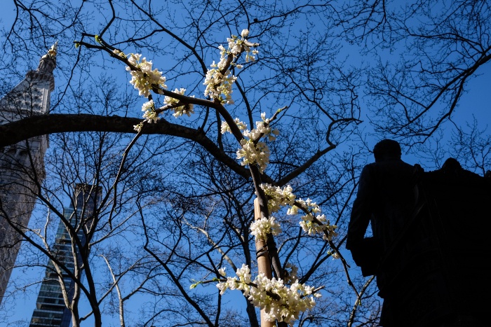 White Flowers Blooming