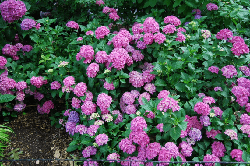 Blooming Hydrangea