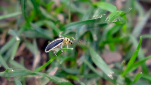 Summer Wildlife: Life on the Oval Lawn