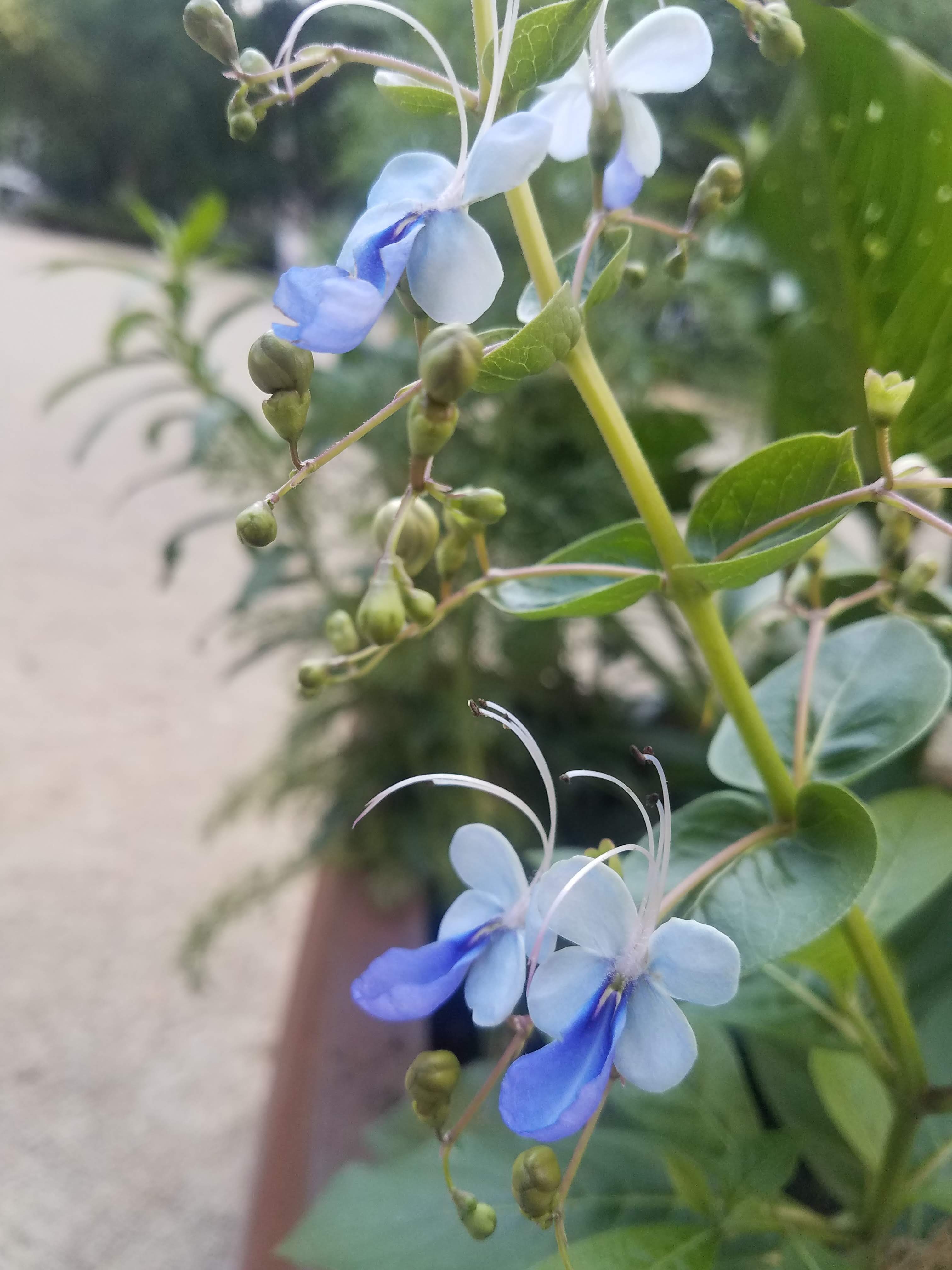 Global Gardens: Plants of Africa
