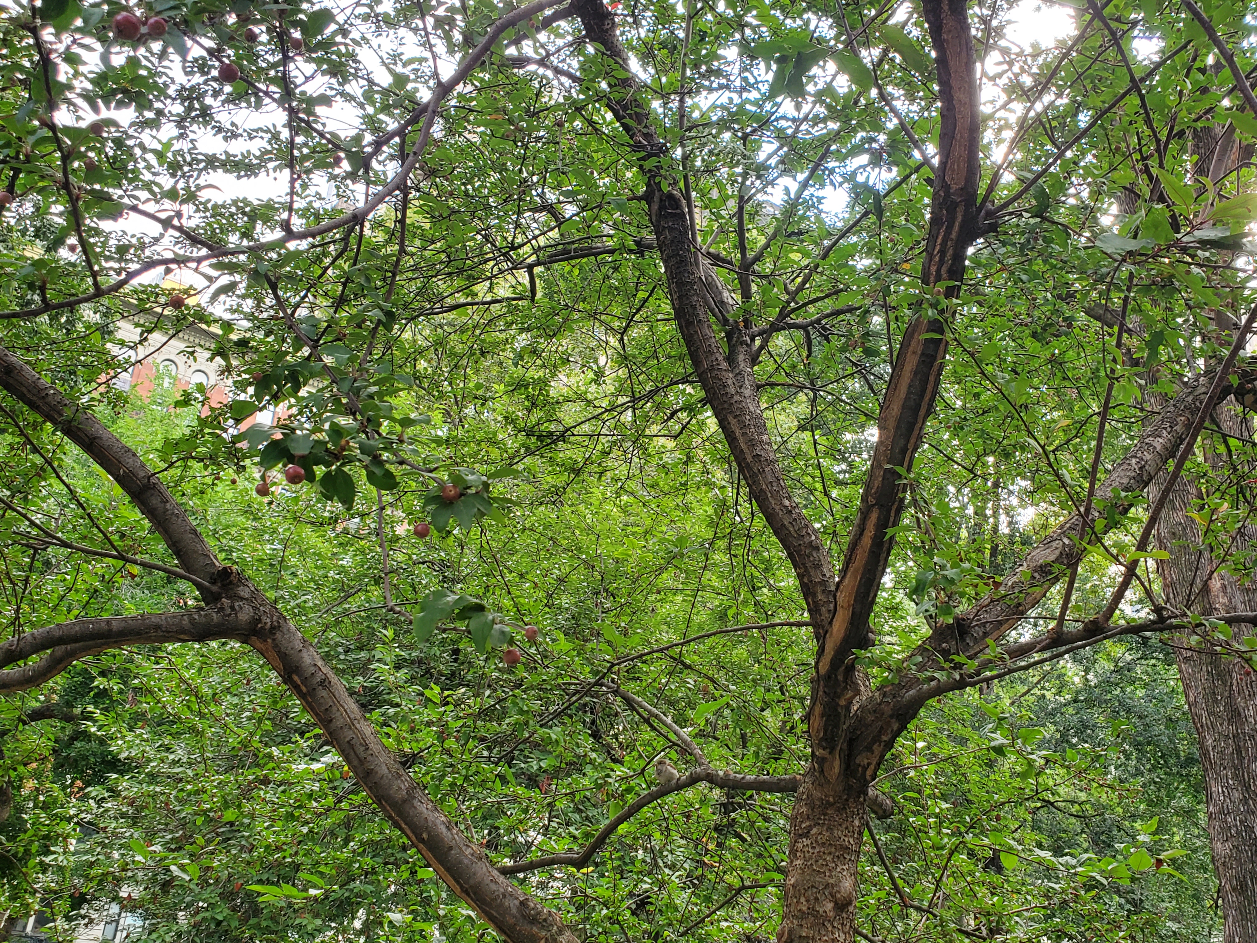 Climate Week at Madison Square Park