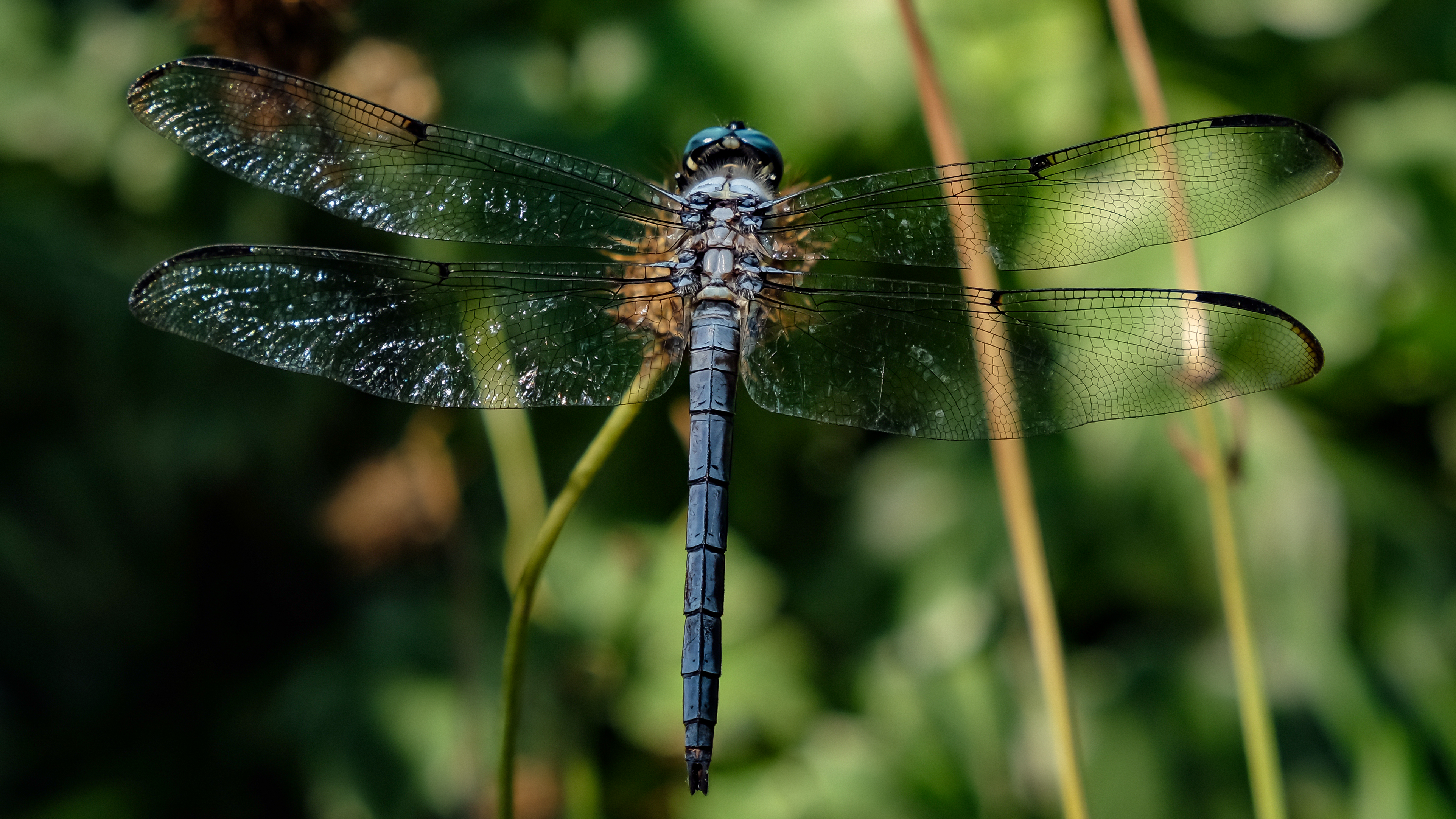 2020 Fall Wildlife in the Park